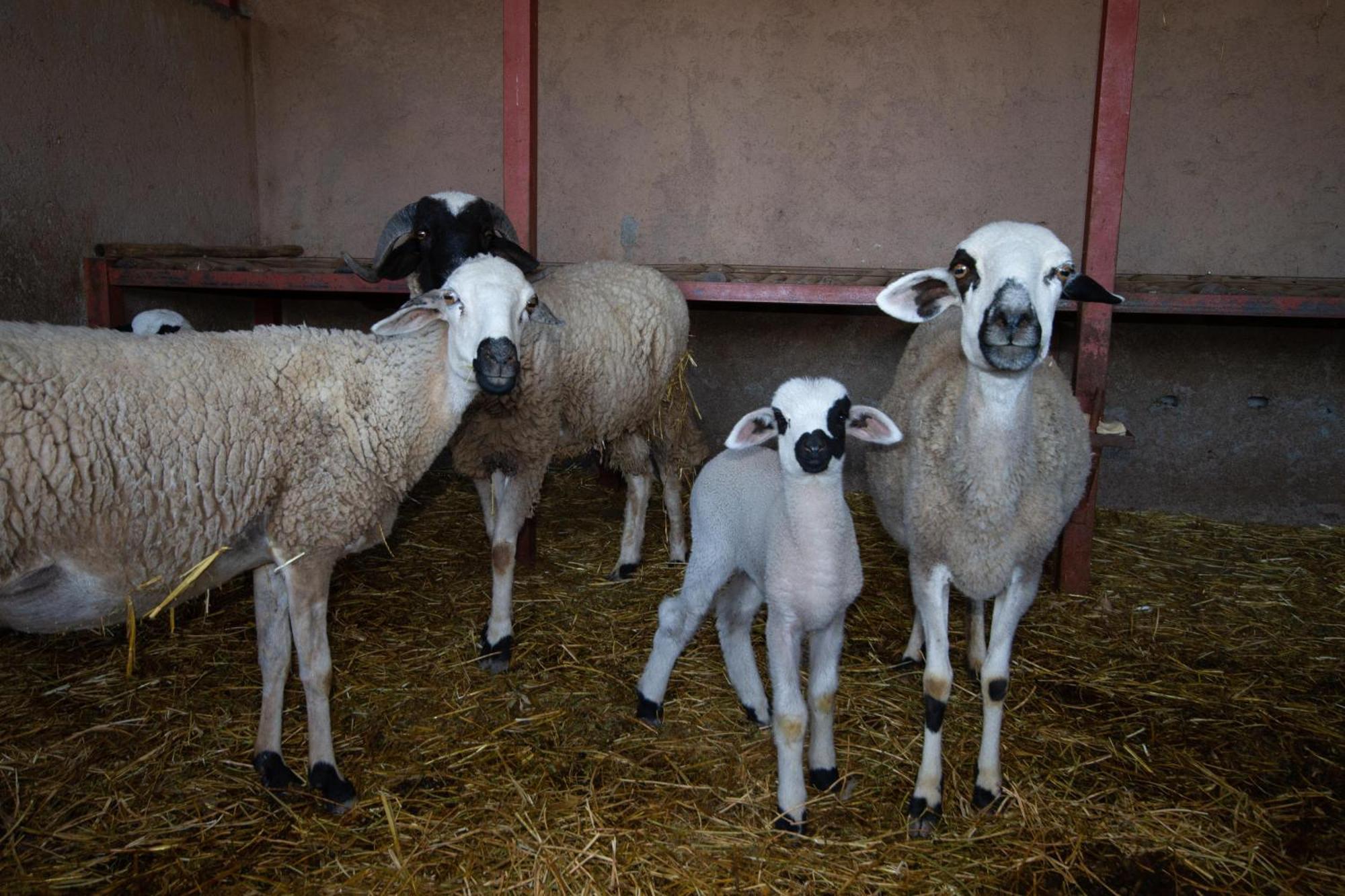 La Ferme De Lalladom Tameslouht Dış mekan fotoğraf