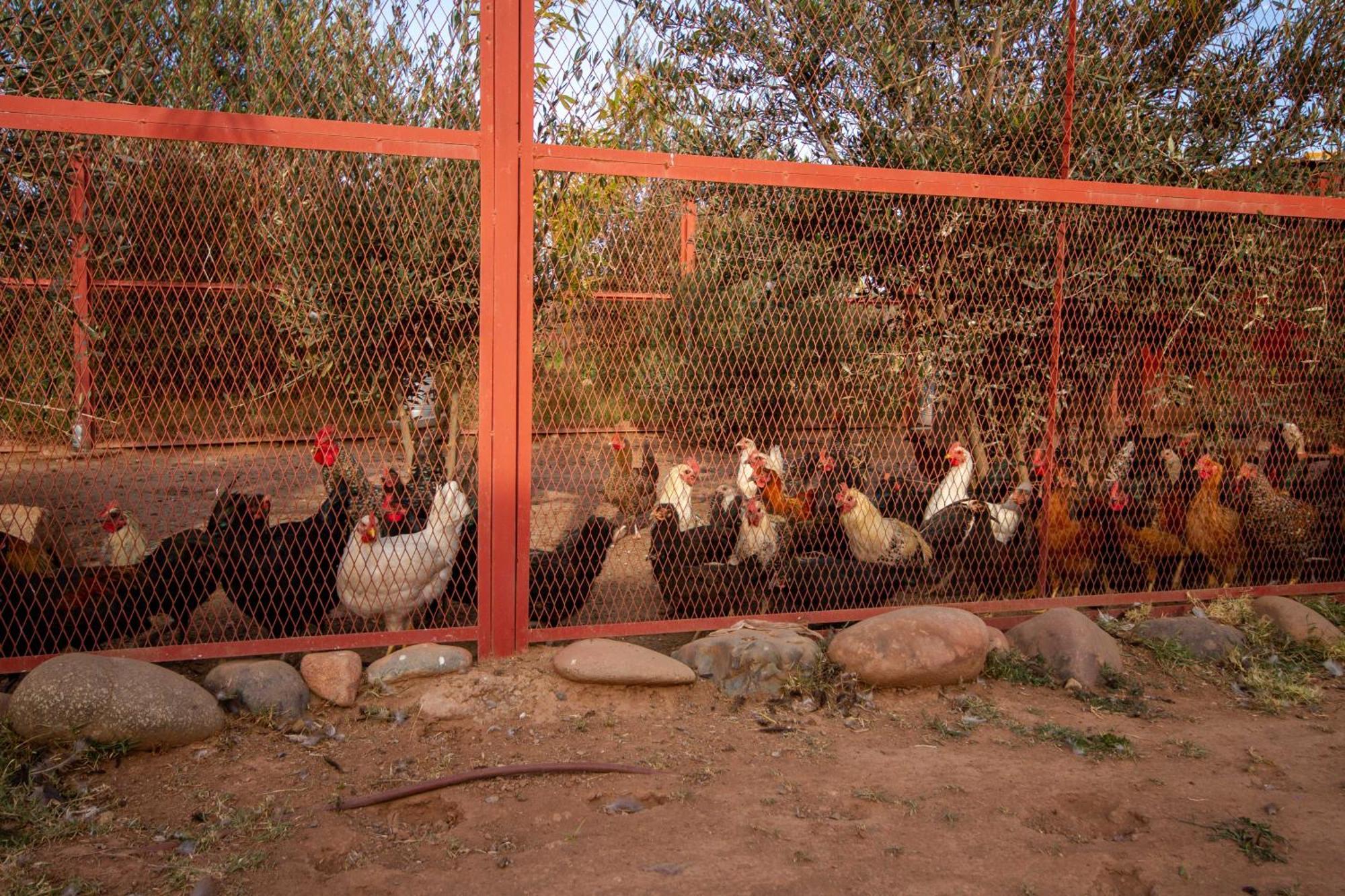 La Ferme De Lalladom Tameslouht Dış mekan fotoğraf